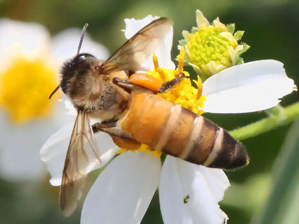 Apis Dorsata