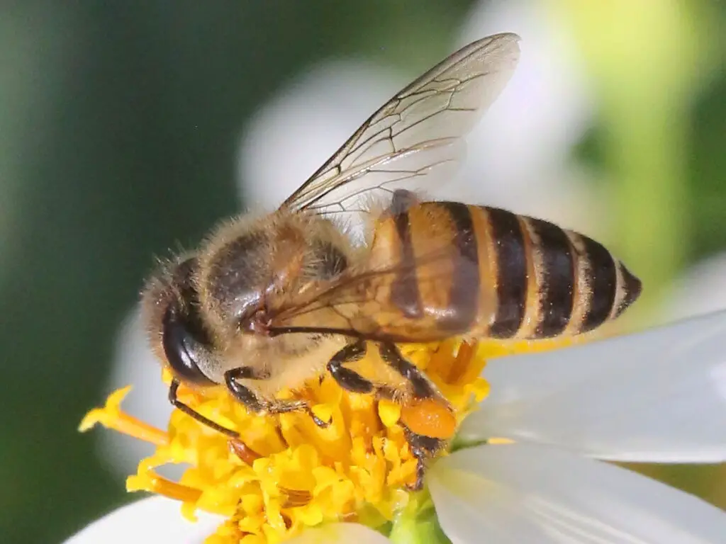 Apis cerana