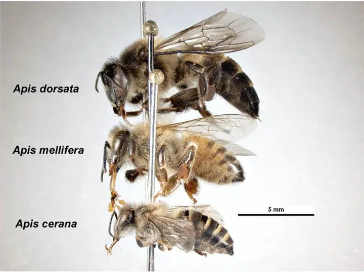 Berbedaan Ukuran Lebah madu
